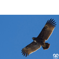 گونه عقاب خالدار بزرگ Greater Spotted Eagle